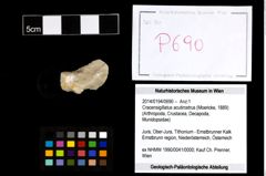 Foto (Objekt + Etikett) von Cracensigillatus acutirostrus (Moericke, 1889)  (NHMW-GEO-2014-0194-0690)